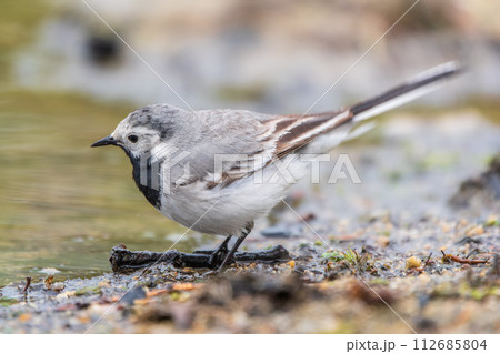 Wagtail sits on the ground with a beautiful blurred background. Wagtail sits on the ground with a beautiful blurred background. 112685804