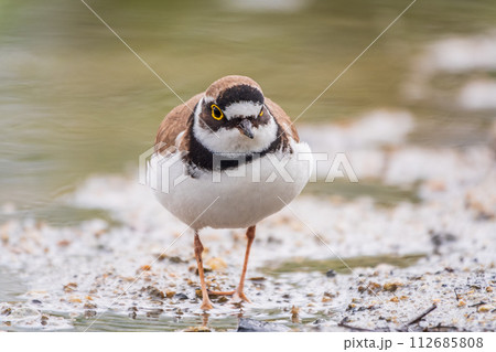 Little ringed plover (Charadrius dubius), bird standing on the lake shore 112685808