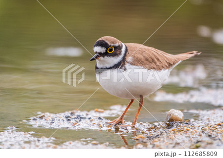 Little ringed plover (Charadrius dubius), bird standing on the lake shore 112685809