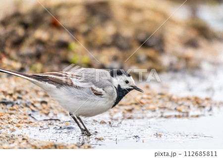 Wagtail sits on the ground with a beautiful blurred background. 112685811