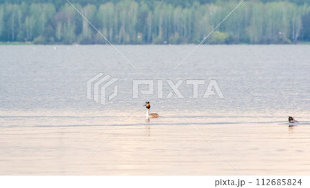 The waterfowl bird Great Crested Grebe swimming in the calm lake The waterfowl bird Great Crested Grebe swimming in the calm lake 112685824