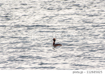 Horned grebe swimming in the lake 112685825