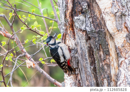 Little woodpecker sits on a tree trunk. The great spotted woodpecker, Dendrocopos major Little woodpecker sits on a tree trunk. The great spotted woodpecker, Dendrocopos major 112685828