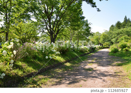 白河関の森公園 2023-7-2 #60 白河関の森公園 2023-7-2 #60 112685927