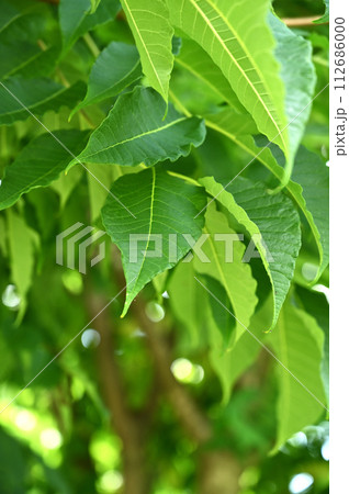 樹木・キハダ　ミカン科 112686000