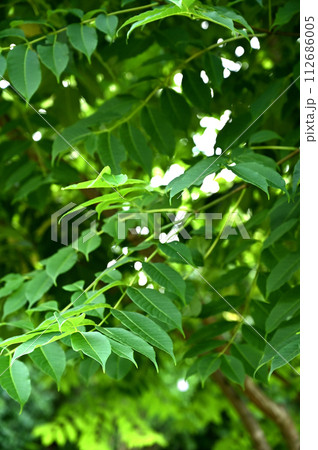 樹木・キハダ　ミカン科 112686005