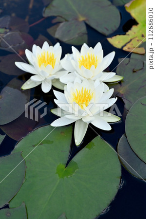 植物・スイレン スイレン科 植物・スイレン スイレン科 112686010