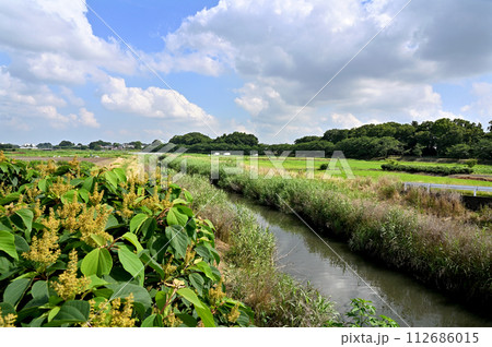 見沼田圃・加田屋新田　加田屋川　 112686015