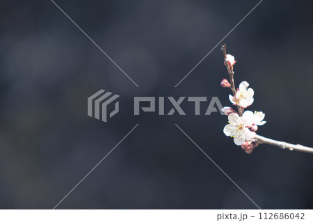 春の訪れを告げる梅の花 112686042