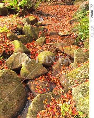 晩秋の涸れた川に散る紅葉の枯れ葉風景 晩秋の涸れた川に散る紅葉の枯れ葉風景 112686177