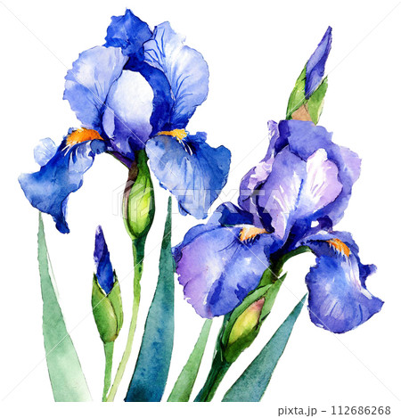 水彩タッチのアヤメのイラストのイラスト素材 [112686268] - PIXTA