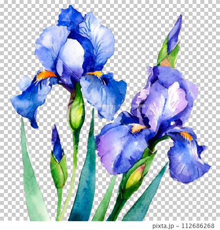 水彩タッチのアヤメのイラストのイラスト素材 [112686268] - PIXTA