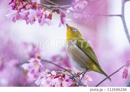 長徳寺 おかめ桜とメジロ 長徳寺 おかめ桜とメジロ 112686286