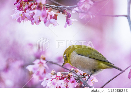 長徳寺　おかめ桜とメジロ 112686288