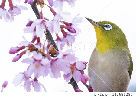 長徳寺　おかめ桜とメジロ 112686289