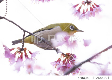 長徳寺 おかめ桜とメジロ 長徳寺 おかめ桜とメジロ 112686291