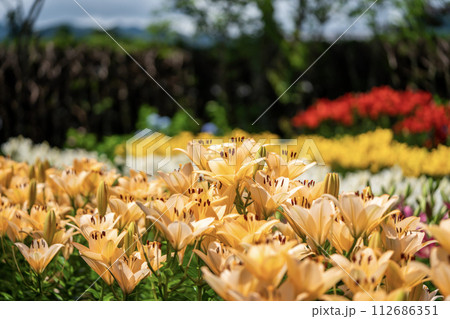 オレンジ色のユリの花 112686351