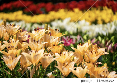 カラフルなユリの花 112686352