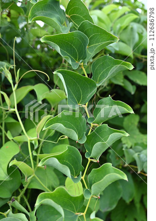 樹木・サルトリイバラ ユリ科 樹木・サルトリイバラ ユリ科 112686798