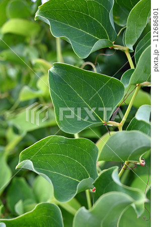 樹木・サルトリイバラ　ユリ科 112686801