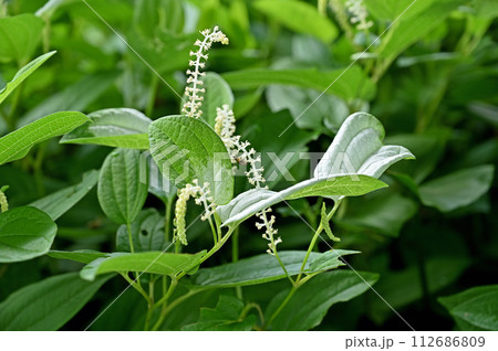 植物・ハンゲショウ　ドクダミ科 112686809