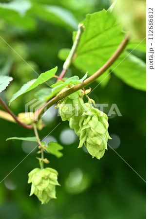 植物・ホップ　クワ科 112686812
