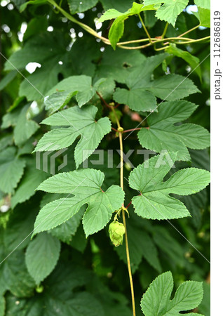 植物・ホップ クワ科 植物・ホップ クワ科 112686819