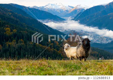 Mountain sheeps grazing on pasture in autumn time on snow covered mountain 112686913
