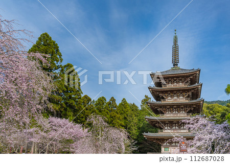京都醍醐寺 桜に包まれた五重塔 112687028