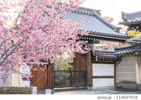 春の京都　長徳寺　山門前に咲く立派なおかめ桜 112687038