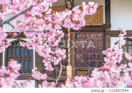 春の京都 長徳寺 地蔵堂のガラス戸に映るおかめ桜 春の京都 長徳寺 地蔵堂のガラス戸に映るおかめ桜 112687044