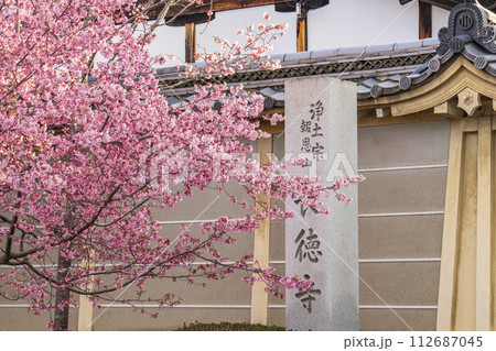 春の京都 長徳寺 山門前に咲く立派なおかめ桜 春の京都 長徳寺 山門前に咲く立派なおかめ桜 112687045