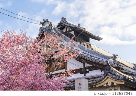春の京都　長徳寺　山門前に咲く立派なおかめ桜 112687048
