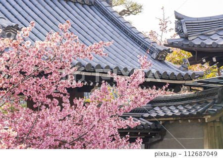 春の京都　長徳寺　山門前に咲く立派なおかめ桜 112687049