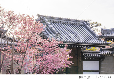 春の京都　長徳寺　山門前に咲く立派なおかめ桜 112687053