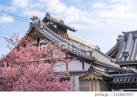 春の京都　長徳寺　山門前に咲く立派なおかめ桜 112687057