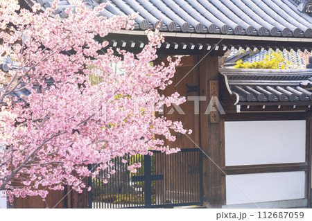 春の京都　長徳寺　山門前に咲く立派なおかめ桜 112687059