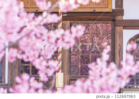 春の京都　長徳寺　地蔵堂のガラス戸に映るおかめ桜 112687063