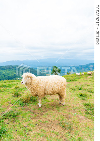 white sheep on mountain hill 112687231