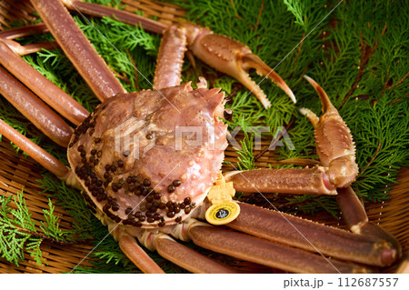 福井県産、活きた越前蟹 112687557