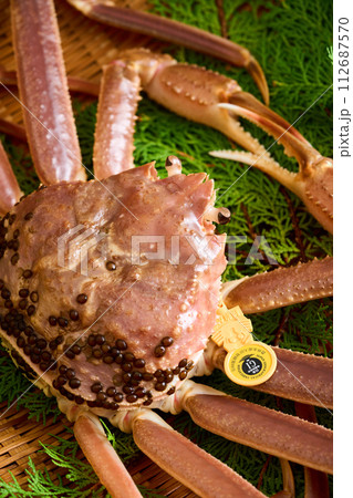 福井県産、活きた越前蟹 福井県産、活きた越前蟹 112687570