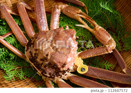 福井県産、活きた越前蟹 福井県産、活きた越前蟹 112687572