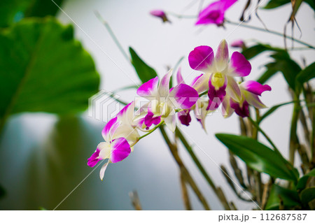 beautiful orchid flowers on tree beautiful orchid flowers on tree 112687587