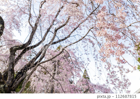京都醍醐寺 三宝院に咲く満開の桜 京都醍醐寺 三宝院に咲く満開の桜 112687815