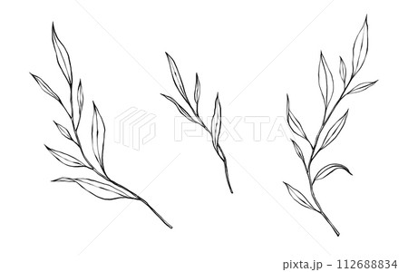 vector contour branch and leaves. Elegant illustration for tattoo, wedding decoration. hand drawing monochrome botanical illustration for backgrounds. Template for wedding cards and polygraph, logo 112688834