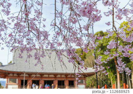 京都醍醐寺 国宝金堂の春景色 京都醍醐寺 国宝金堂の春景色 112688925