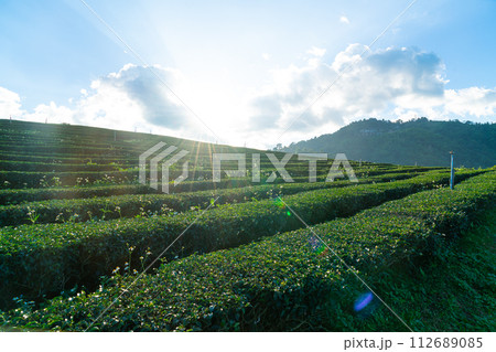tea plantation and green tea plantation 112689085