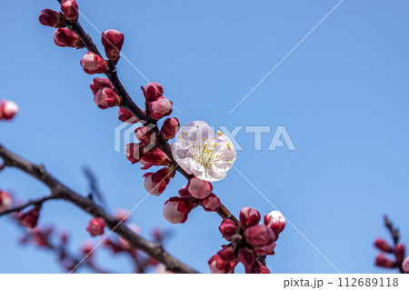 アンズの英名はアプリコット、別名はカラモモ、花は可憐だ アンズの英名はアプリコット、別名はカラモモ、花は可憐だ 112689118