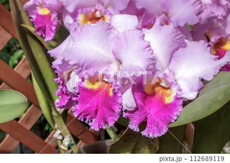 中南米原産のラン科植物の桃色カトレアの花【洋ランの女王】 112689119