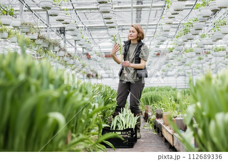 A woman takes care of cultivation in a greenhouse with tulips A woman takes care of cultivation in a greenhouse with tulips 112689336